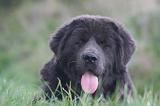 DOGUE DU TIBET 592